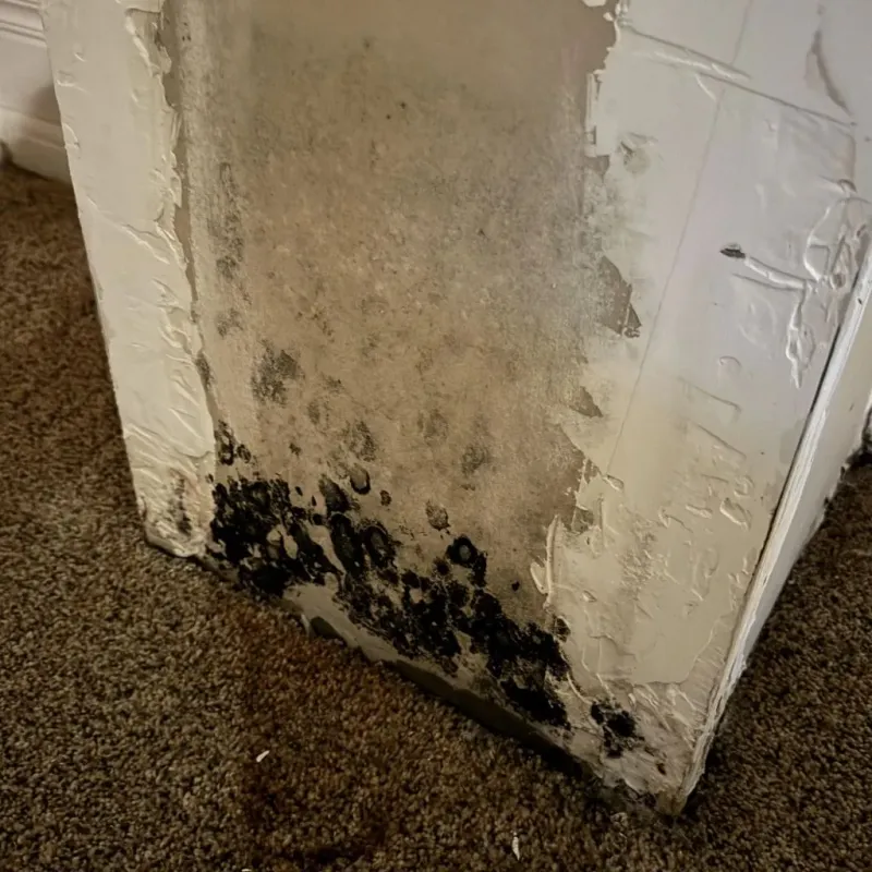 Professional Mold Removal in Tappan, NY